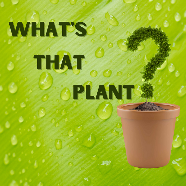What’s That Plant?