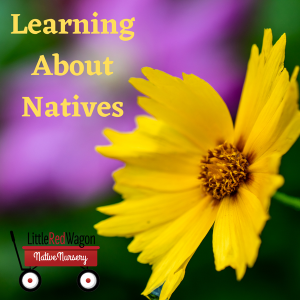 Learning About Natives
