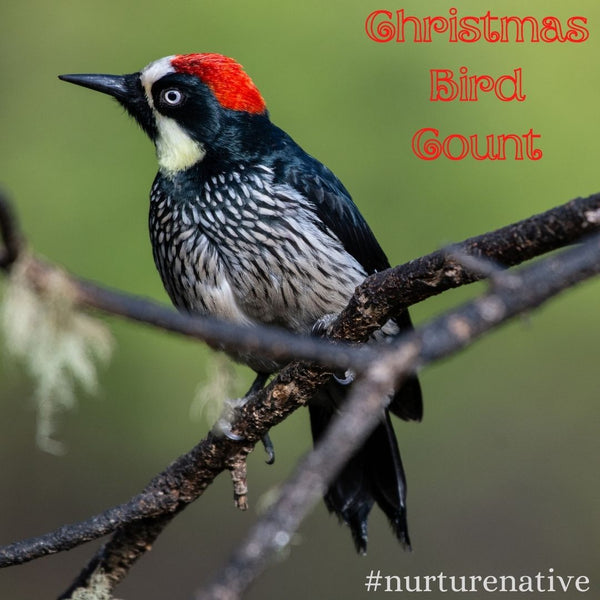 Christmas Bird Count:  </br>Another Way to #NurtureNative