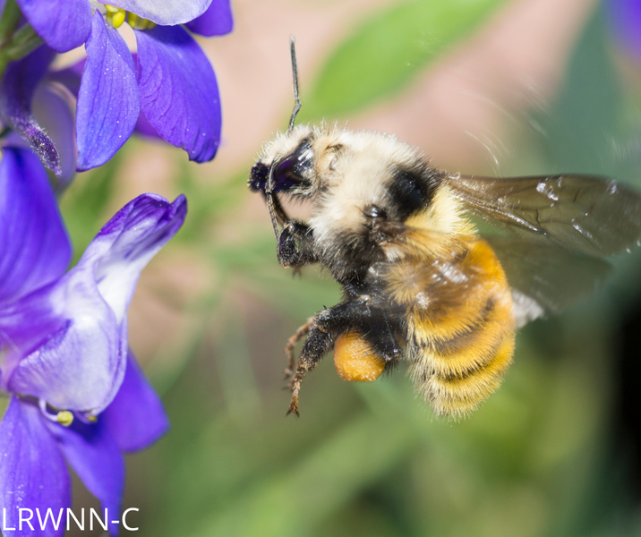 The American Bumble Bee Needs Help.</br>Will You Rise To The Challenge?