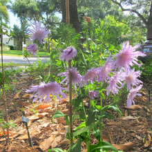 Load image into Gallery viewer, Stoke's Aster - Stokesia laevis