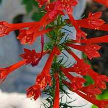Load image into Gallery viewer, Standing Cypress - Ipomopsis rubra (1 Gallon)
