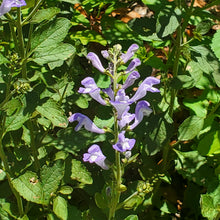 Load image into Gallery viewer, Helmet Skullcap - Scutellaria integrifolia (1 Gallon)
