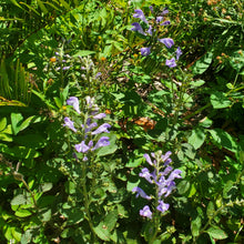 Load image into Gallery viewer, Helmet Skullcap - Scutellaria integrifolia (1 Gallon)