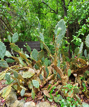 Load image into Gallery viewer, Prickly Pear Cactus - Opuntia stricta (1 gal.)