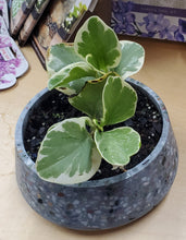 Load image into Gallery viewer, Decorative Potted Peperomia