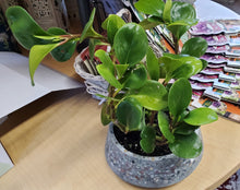 Load image into Gallery viewer, Decorative Potted Peperomia