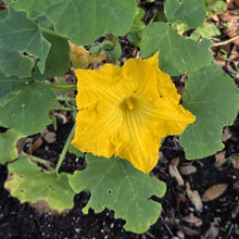 Load image into Gallery viewer, Seminole Pumpkin - Cucurbita moschata