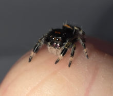 Load image into Gallery viewer, Regal Jumping Spider + Mini “go home” Terrarium (minimal furnishing)
