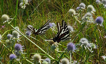 Load image into Gallery viewer, Blue Flowered Eryngo - Eryngium aquaticum (1 Gal)
