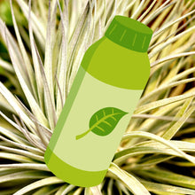 Load image into Gallery viewer, Air Plants