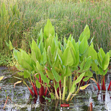 Load image into Gallery viewer, Alligator Flag- Thalia geniculata