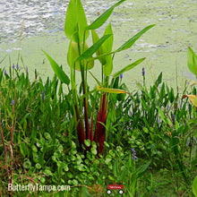 Load image into Gallery viewer, Alligator Flag- Thalia geniculata