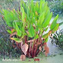 Load image into Gallery viewer, Alligator Flag- Thalia geniculata
