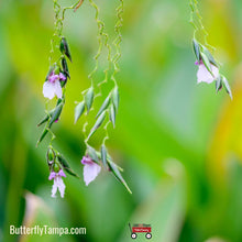 Load image into Gallery viewer, Alligator Flag- Thalia geniculata