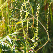 Load image into Gallery viewer, Alligator Flag- Thalia geniculata