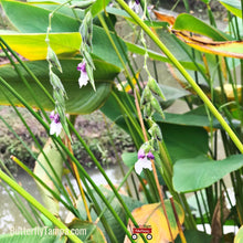 Load image into Gallery viewer, Alligator Flag- Thalia geniculata