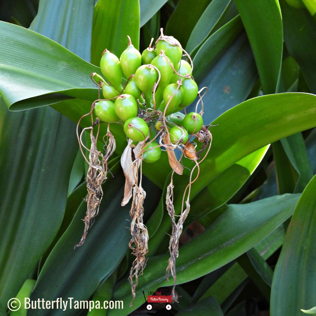 American Crinum Lily