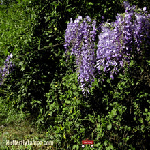 Load image into Gallery viewer, American Wisteria - Wisteria frutescens (3 Gal.)