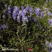 Load image into Gallery viewer, American Wisteria - Wisteria frutescens (3 Gal.)
