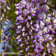 Load image into Gallery viewer, American Wisteria - Wisteria frutescens (3 Gal.)
