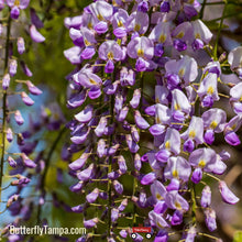 Load image into Gallery viewer, American Wisteria - Wisteria frutescens (3 Gal.)