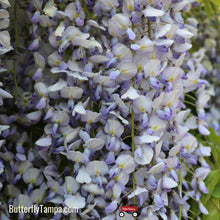 Load image into Gallery viewer, American Wisteria - Wisteria frutescens (3 Gal.)