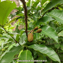 Load image into Gallery viewer, Small flower pawpaw - Asimina parviflora - (1 gal.)
