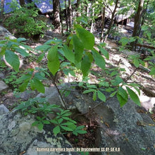 Load image into Gallery viewer, Small flower pawpaw - Asimina parviflora - (1 gal.)