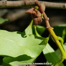 Load image into Gallery viewer, Small flower pawpaw - Asimina parviflora - (1 gal.)