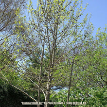 Load image into Gallery viewer, Pawpaw Tree - Asimina Triloba