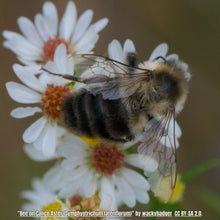 Load image into Gallery viewer, Calico Aster - Symphyotrichum lateriflorum (1 Gallon)