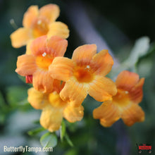 Load image into Gallery viewer, Cross Vine - Bignonia capreolata