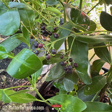 Load image into Gallery viewer, Black Torch - Erithalis fruticose