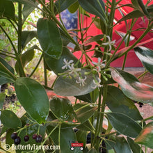 Load image into Gallery viewer, Black Torch - Erithalis fruticose