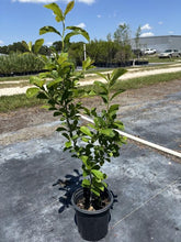Load image into Gallery viewer, Blackgum - Nyssa sylvatica (1 Gal.)