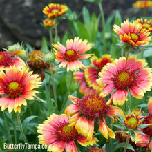 Load image into Gallery viewer, Blanket Flower - Gaillardia pulchella (1 gal.)