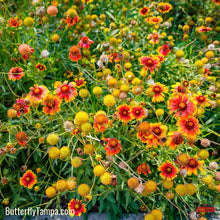 Load image into Gallery viewer, Blanket Flower - Gaillardia pulchella (1 gal.)