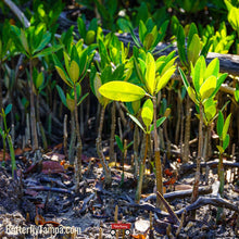 Load image into Gallery viewer, Black Mangrove - Avicennia germinans