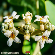 Load image into Gallery viewer, Black Mangrove - Avicennia germinans