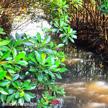 Load image into Gallery viewer, Black Mangrove - Avicennia germinans