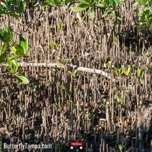 Load image into Gallery viewer, Black Mangrove - Avicennia germinans