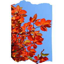 Load image into Gallery viewer, Blackgum - Nyssa sylvatica (1 Gal.)