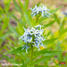Load image into Gallery viewer, Blue Star - Amsonia tabernaemontana