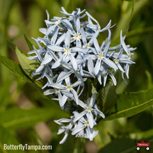 Load image into Gallery viewer, Blue Star - Amsonia tabernaemontana