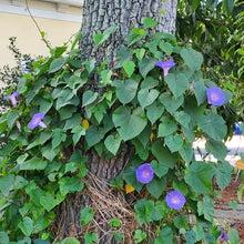 Load image into Gallery viewer, Blue Morning Glory - Ipomoea indica (1 gal.)
