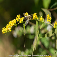Load image into Gallery viewer, Wreath Goldenrod - Solidago caesia (1 gal.)