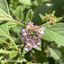 Load image into Gallery viewer, Buttonsage Lantana - Lantana involucrata