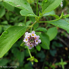 Load image into Gallery viewer, Buttonsage Lantana - Lantana involucrata