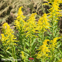 Load image into Gallery viewer, Canada Goldenrod - Solidago Canadensis var. scabra (1 Gallon)